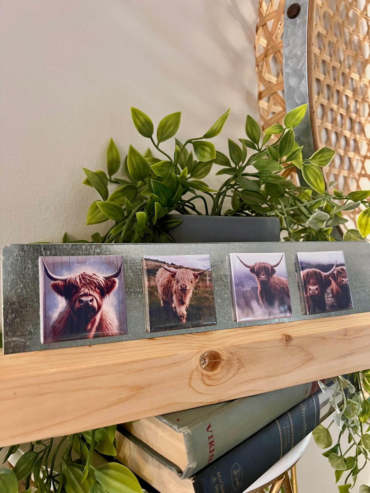 Highland Cow 4-Pack