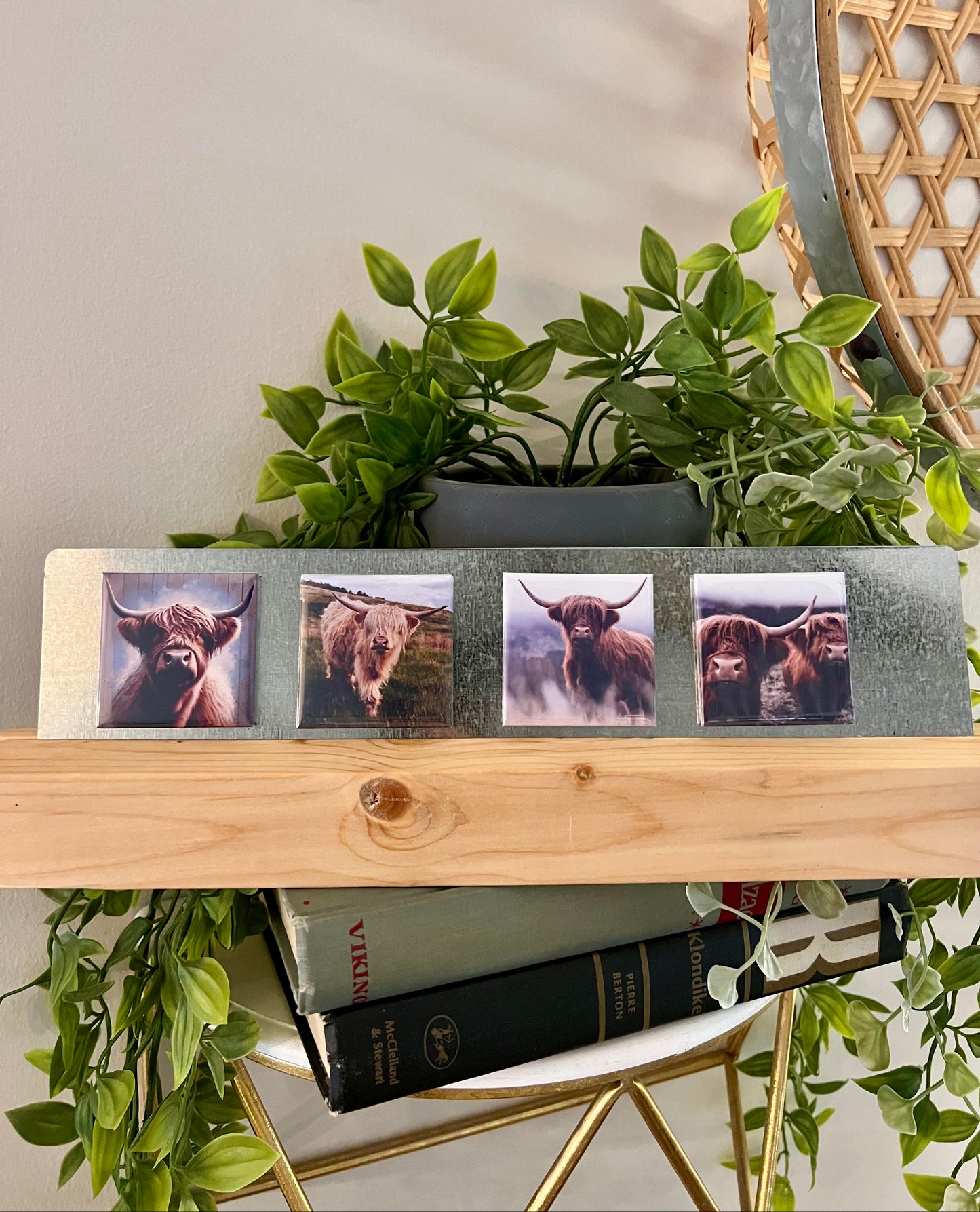 Highland Cow 4-Pack