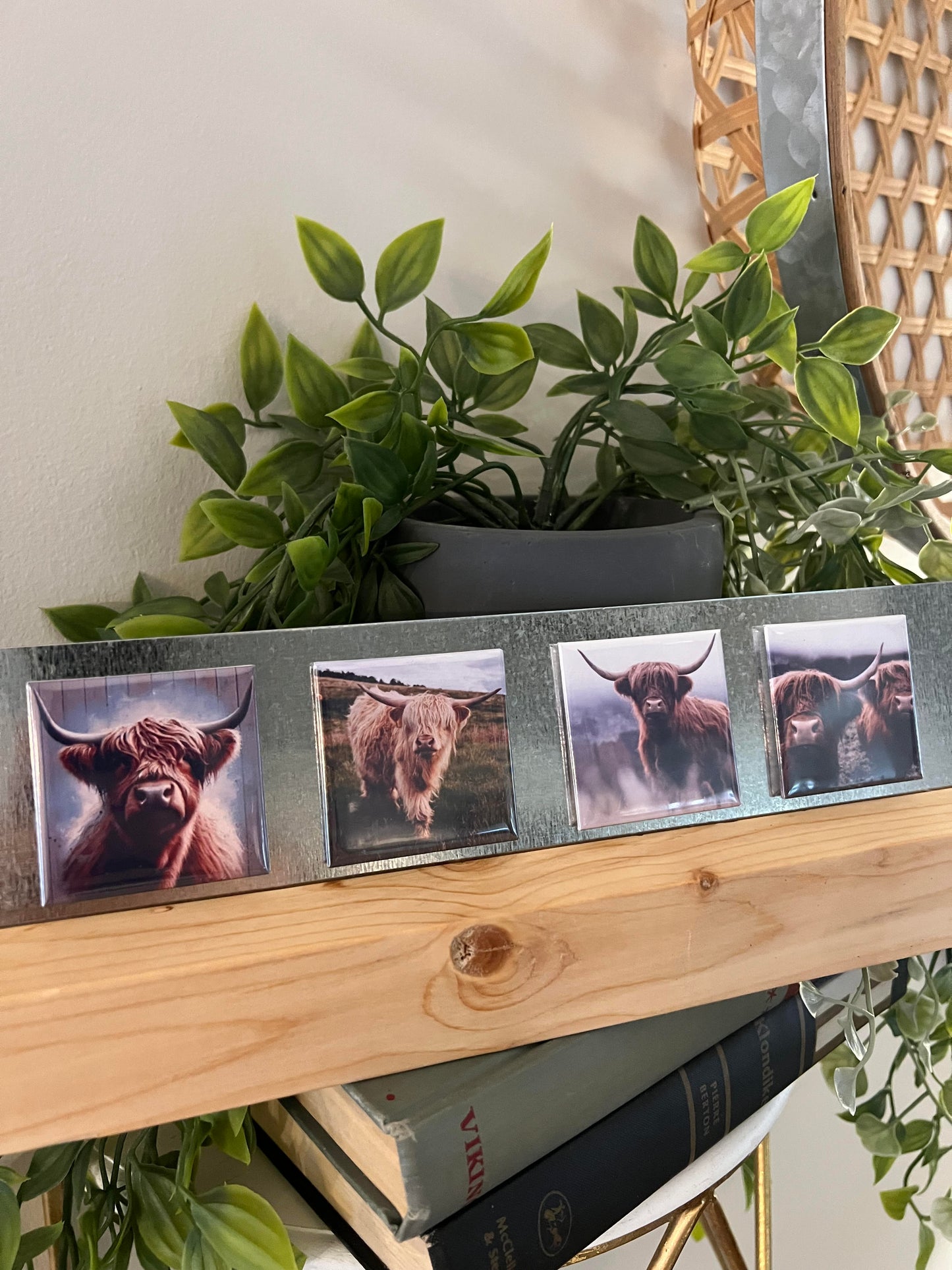 Highland Cow 4-Pack