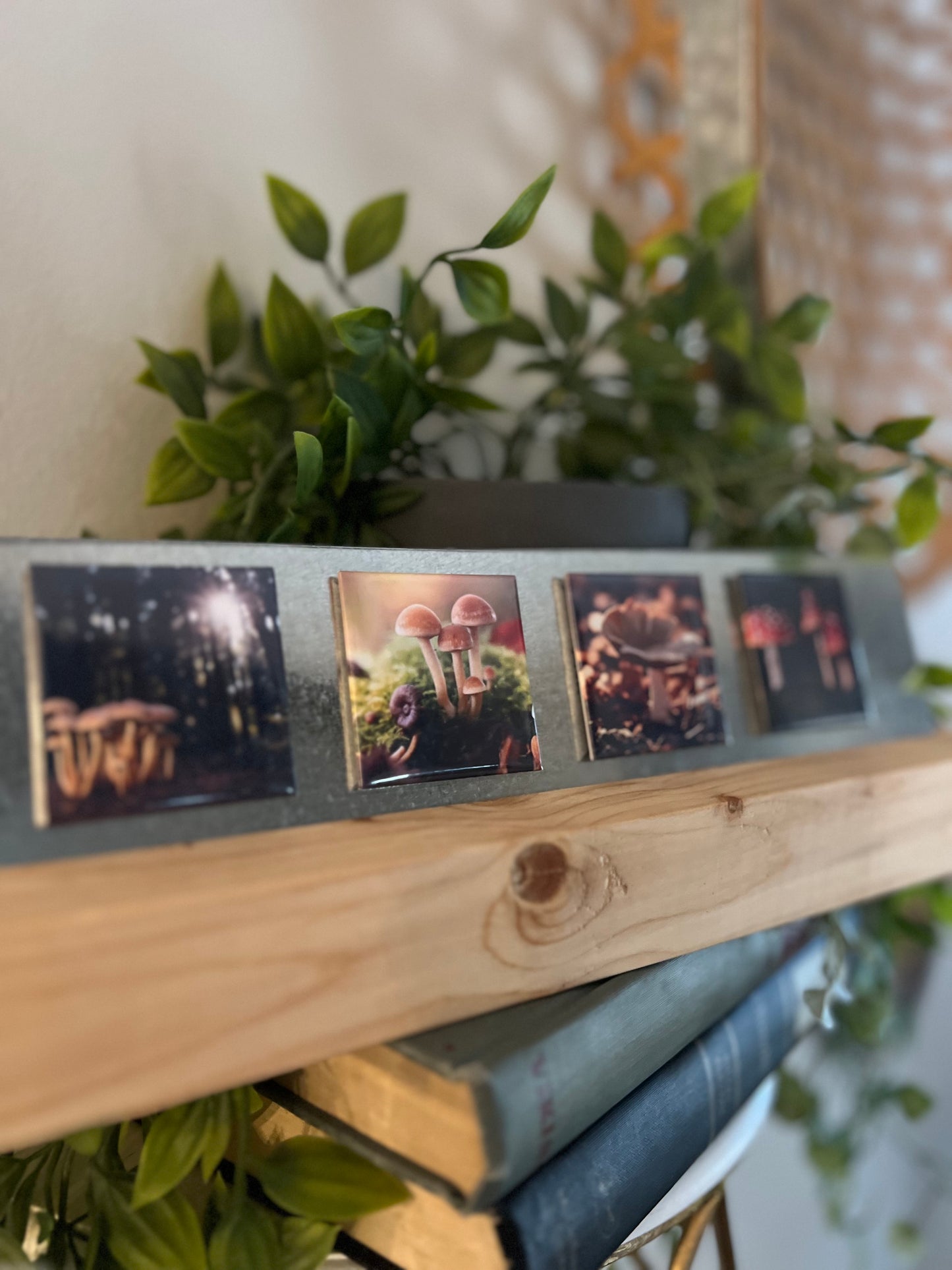 Four photo magnets of mushroom families on a wooden stand with plants in the background