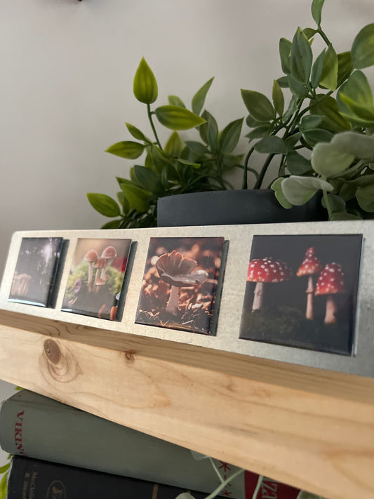 Set of photo prints of mushroom families on a wooden surface stand with plants in the background