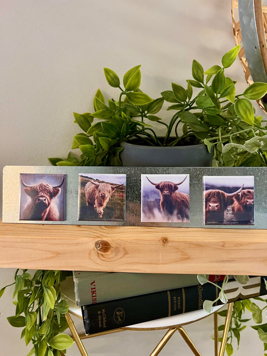 Highland Cow 4-Pack